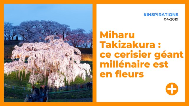 Miharu Takizakura : ce cerisier géant millénaire est en fleurs