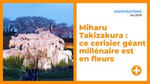 Miharu Takizakura : ce cerisier géant millénaire est en fleurs