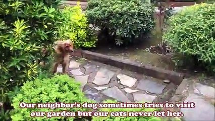 Chats de garde vs Chien du voisin