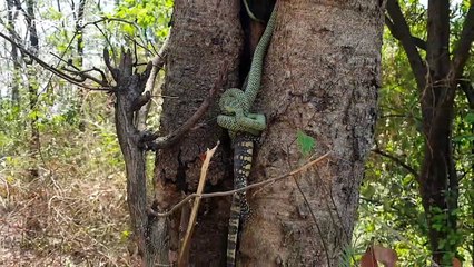 Greedy snake struggles to swallow live monitor lizard