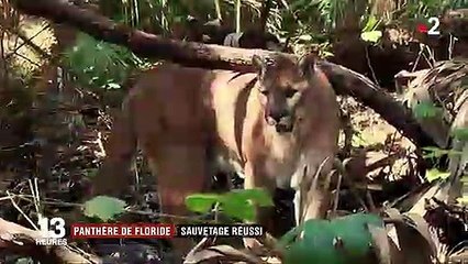 États-Unis : menacée d'extinction, la panthère de Floride a été réintroduite avec succès