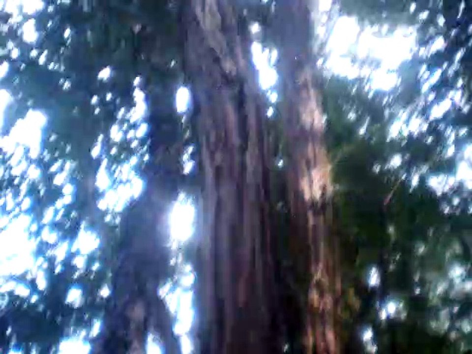 Beriozka bereza береза Береза