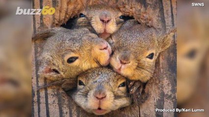 So Adorable! These Squirrels All Want to be Seen