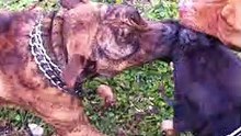 pitbull brindle tigre 5 months old attack over red nose 3years old