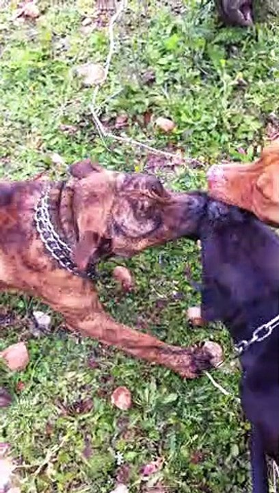 pitbull brindle tigre 5 months old attack over red nose 3years old