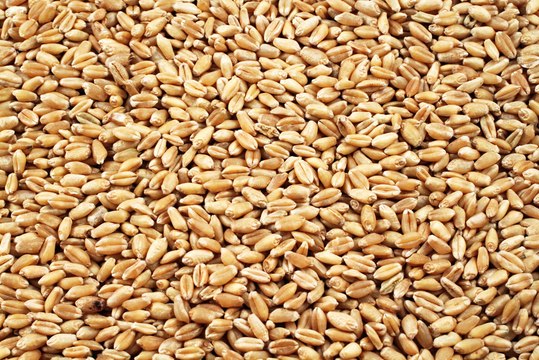 Suppliers Fear Wheat Contamination at Port Storage.