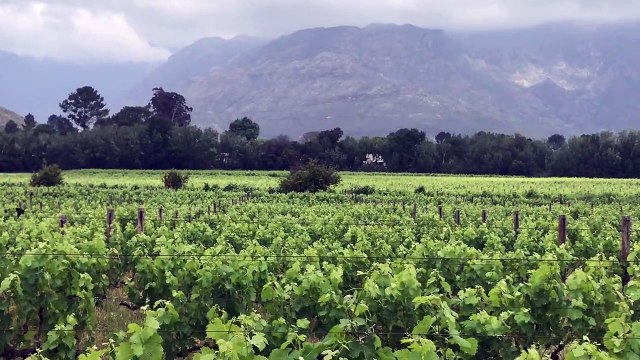 Vineyard photobomb! Ostrich invades view of Cape winelands