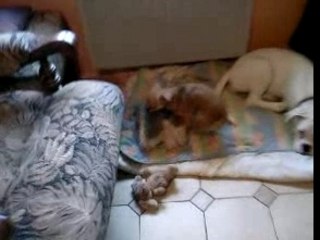 les peluches c bien , pas besoin de preservatif !!!!