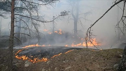 Kommt der Dürresommer? Wald- und Flächenbrände in Europa und Sibirien
