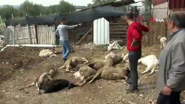 Aç kalan köpekler 45 koyun ve keçiyi telef etti