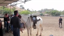 Ce cheval donne un petit coup de pouce pour une femme qui tente de monter sur lui