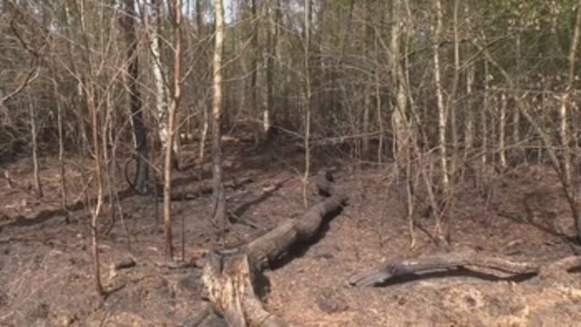 La sequía arrasa los bosques en Alemania