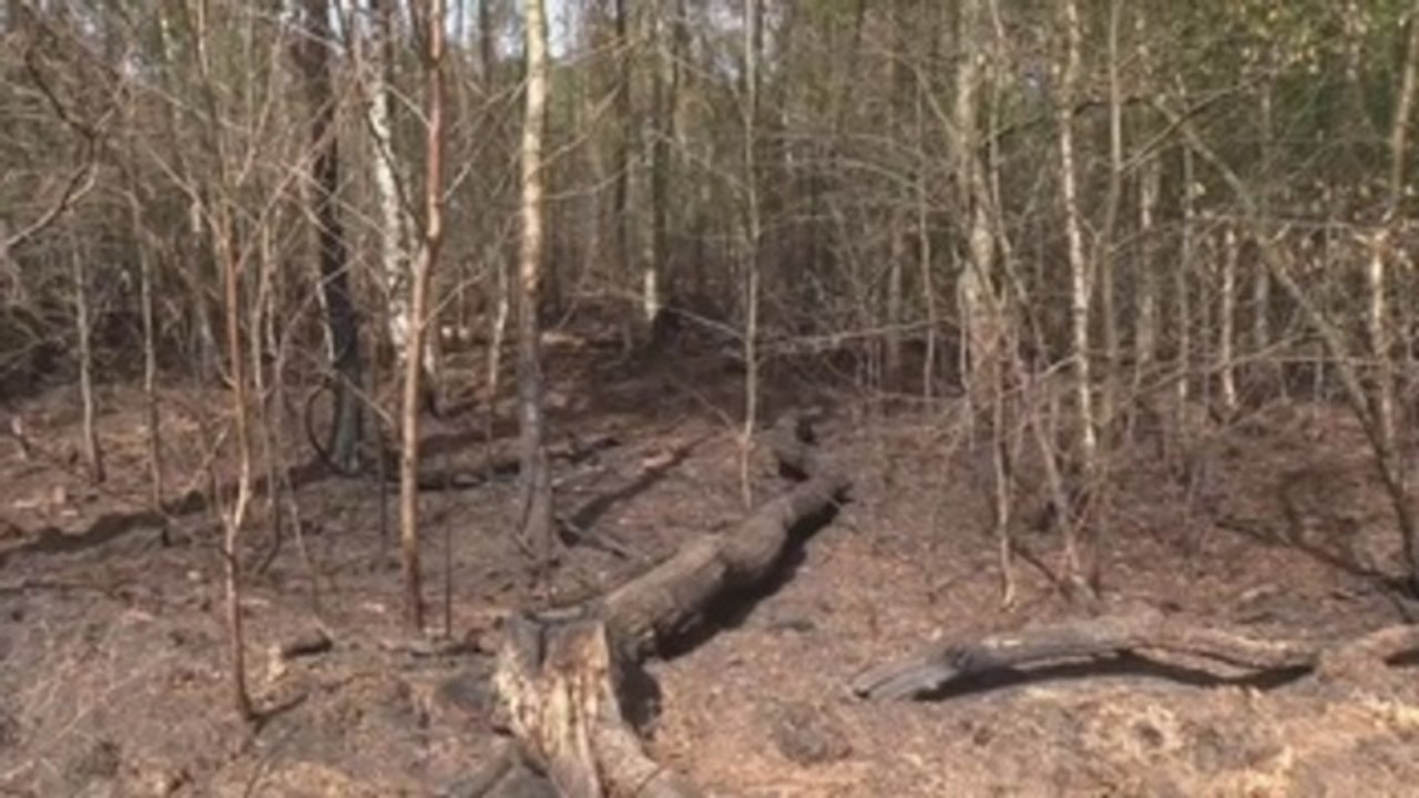 La sequía arrasa los bosques en Alemania
