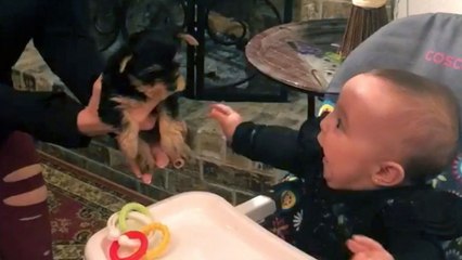 Baby And Puppy Meet For First Time