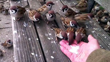 Télécharger la video: Il nourrit des dizaines d'oiseaux pas très timides... Adorable