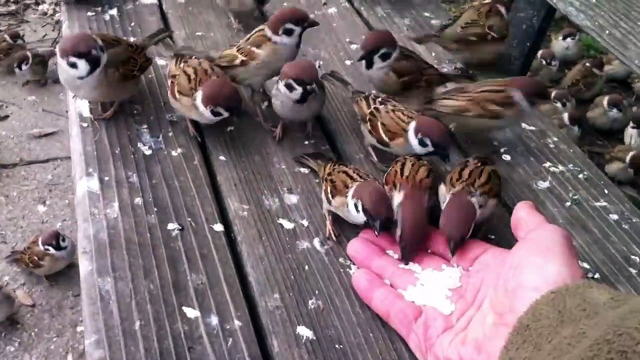 Il nourrit des dizaines d'oiseaux pas très timides... Adorable