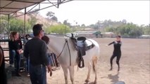 Un cheval aide une cavalière à lui grimper dessus