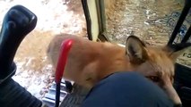 Un renard sauvage vient demander à manger à un ouvrier... Pas si sauvage