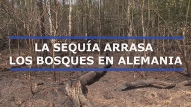 Arrasados los bosques alemanes por la sequía