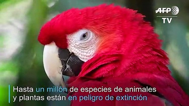 Hasta un millón de especies podrían verse amenazadas, alerta ONU