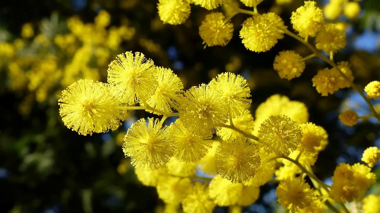 Dans les mimosas du Tanneron