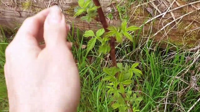 Rosliny Jadalne Kwiecien