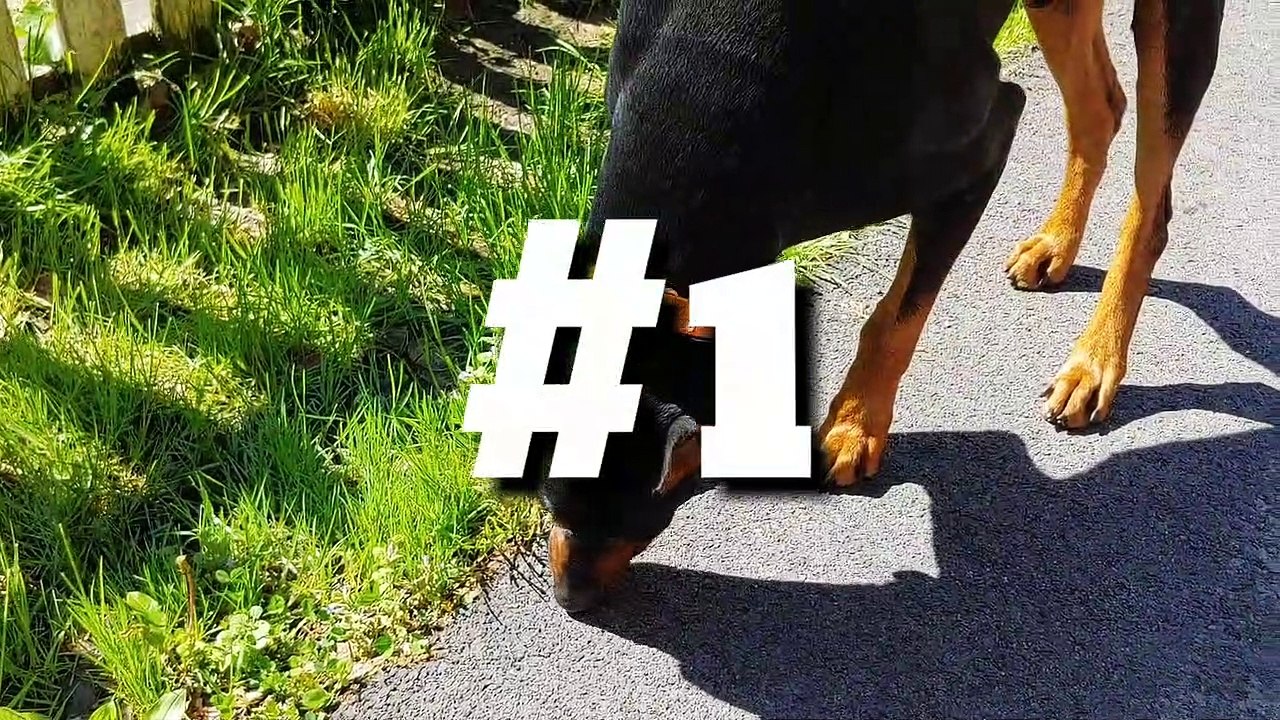 4 Quick CRAZY Animal Facts