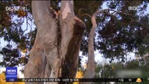 [투데이 영상] '젊음의 샘'?…물이 새어나오는 나무