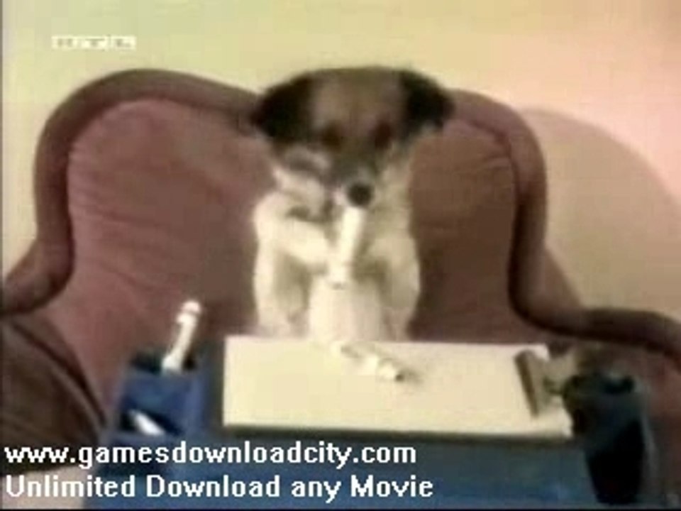 Home Video Fun with Dogs