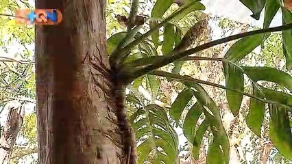 mqn-Pequeños de corosalito le ponen sabor al pueblo-240419