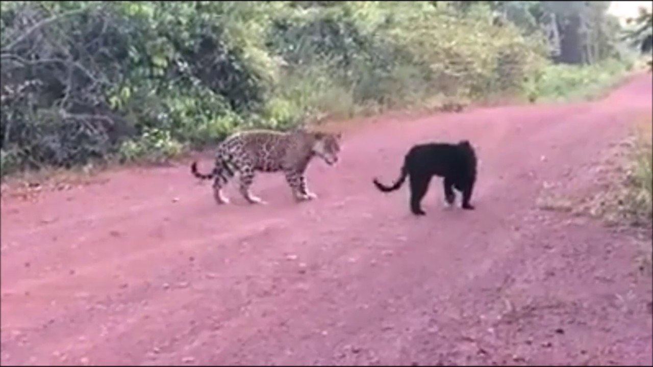 Jaguar and a panther in the middle of a road ,jaguar  y una pantera en   medio de una camino