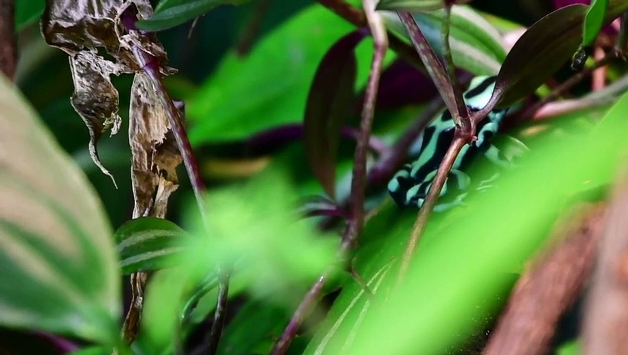 Extinción amenaza hasta a un millón de especies: ONU