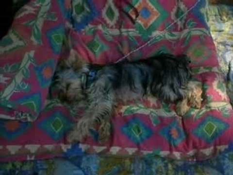 Des amours de chiens