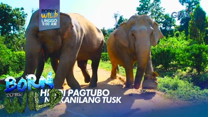 Born to be Wild: Bagong henerasyon ng mga elepante, ipinapanganak na walang tusks