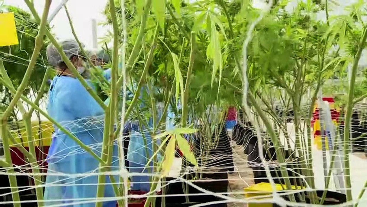 Cannabis - Exportschlager aus Uruguay?