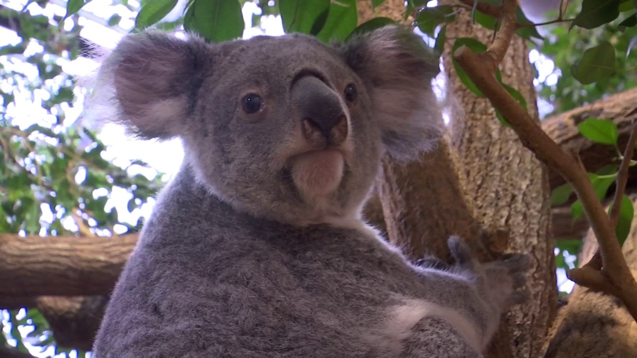 Koalas, girafes, orangs-outans...Comme un million d'espèces, ils pourraient disparaître d'ici quelques décennies selon l'ONU