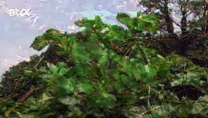 Kartoffel - Vom Ahorn bis zur Zwiebel