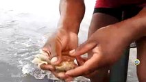 Hombres con Tubo Chupón sacan Grandes Irresistibles napes para Atrapar peces Marinos【Ghost Shrimp】