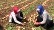Adana'da patates hasadı başladı...Patates tarlaları havadan görüntülendi