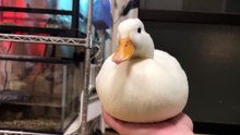 Cute duck