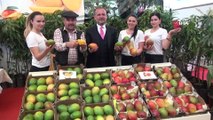 Gazipaşa Tarım Fuarında görücüye çıkan mango fidanı yoğun ilgi gördü