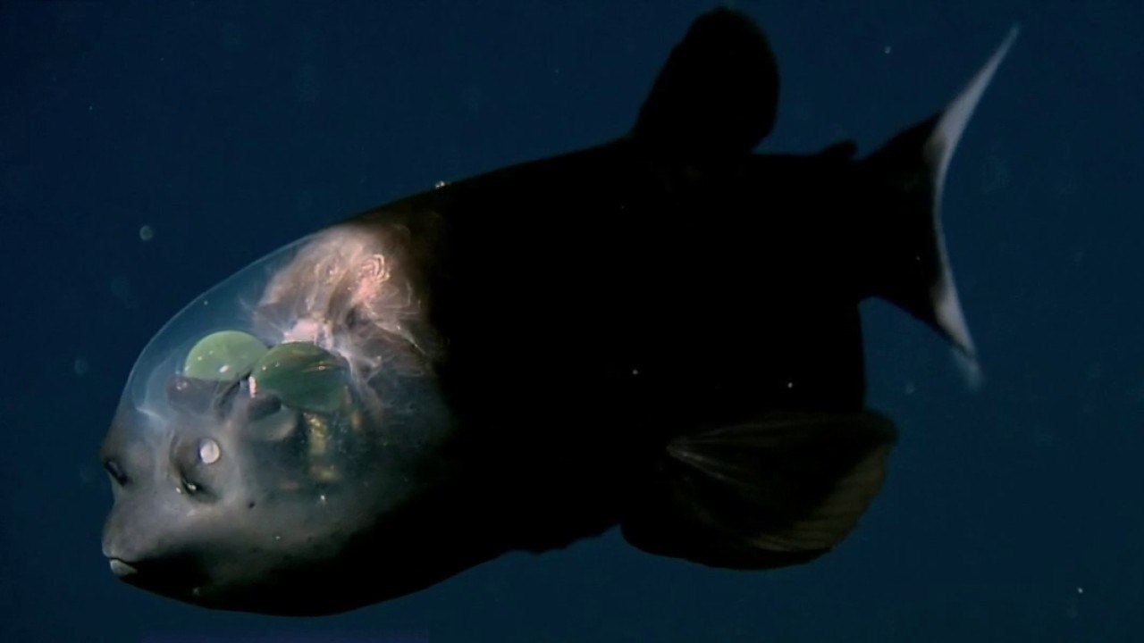 Visite guidée - Océan, plongée insolite