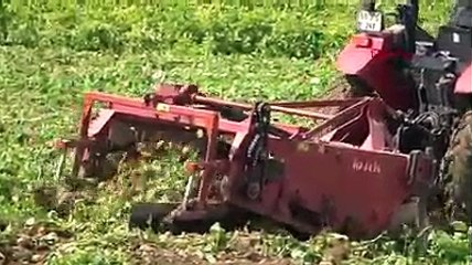 Patates hasadı haber oldu!