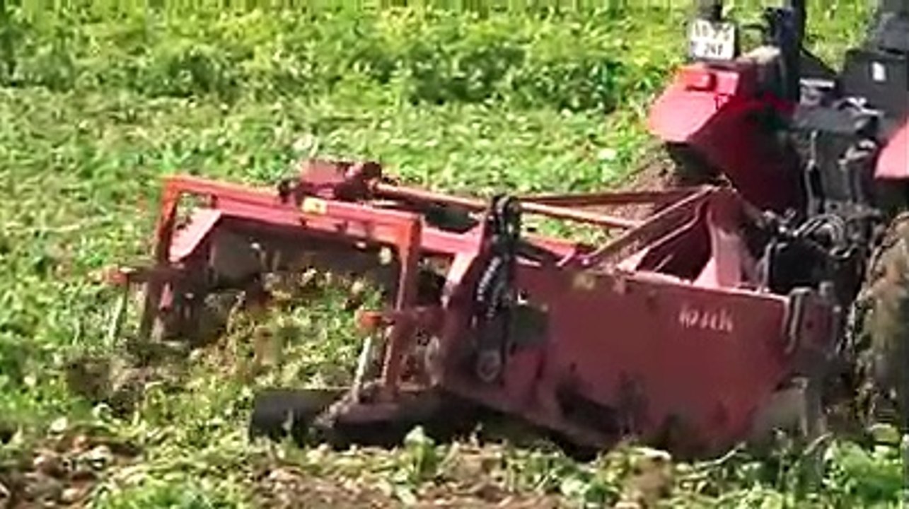 Patates hasadı haber oldu!