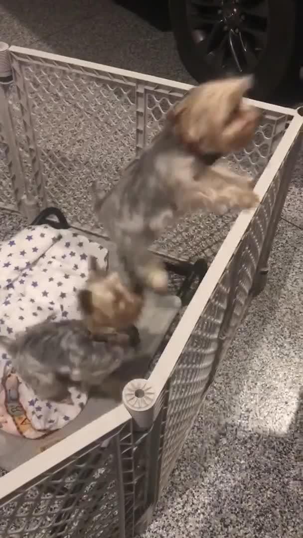 puppy jumps out of playpen