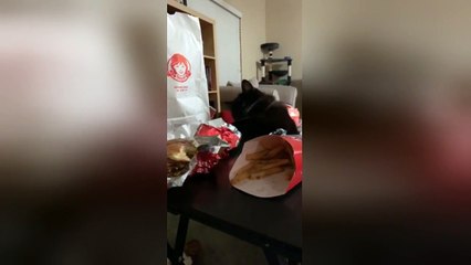 Hungry cat tries swiping burger from owner