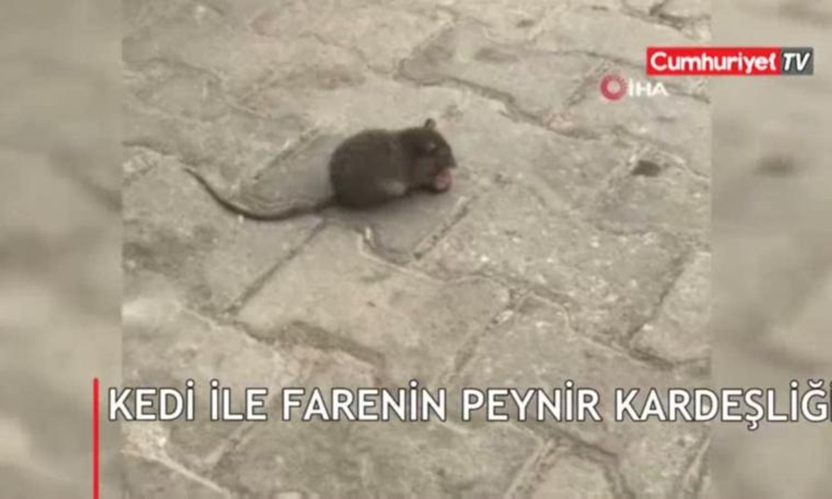 Kedi ile farenin peynir kardeşliği kamerada