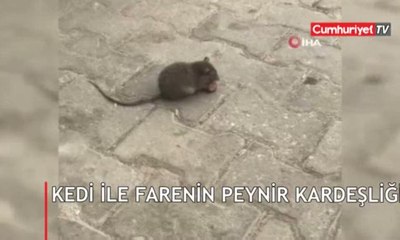 Kedi ile farenin peynir kardeşliği kamerada