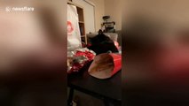 Cat wants cheeseburger? Hungry cat tries swiping burger from owner