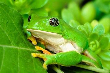 Les dernières espèces animales que l'homme a fait disparaître